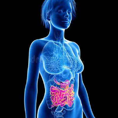 L’approccio osteopatico ai disordini intestinali 
